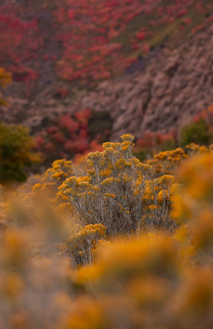mobile-01 Vibrant autumn hillside with yellow flowers in focus in Brighton, Utah.